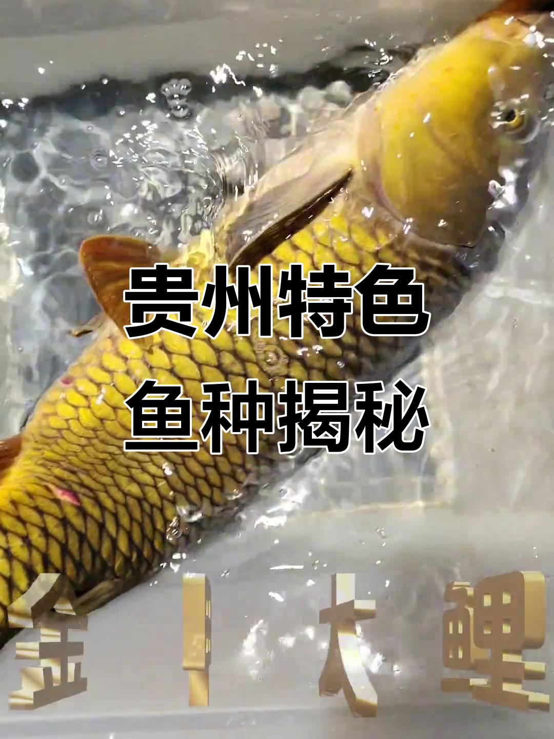 贵州河流中的神秘鱼类,你最喜欢哪一种?