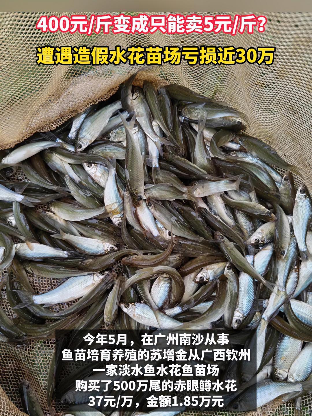 400元/斤变成只能卖5元/斤?遭遇造假水花苗场亏损近30万 水产养殖 鱼苗 水花