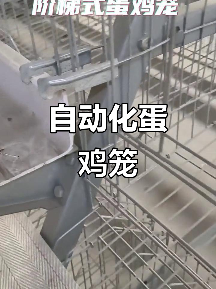 阶梯式蛋鸡笼:自动化设备助力高效养殖