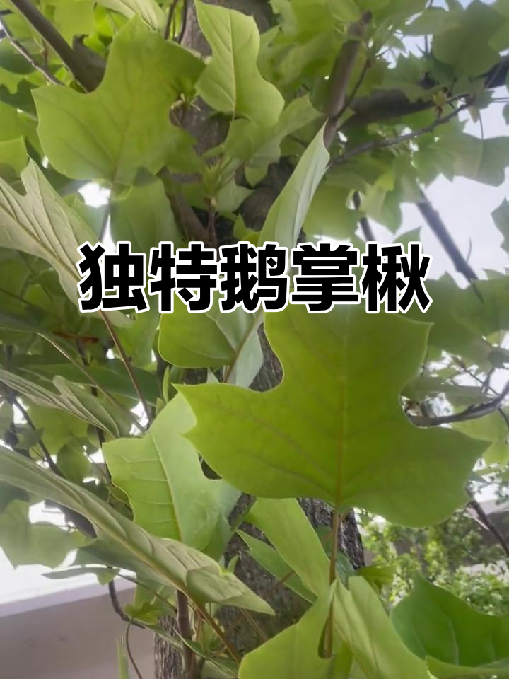 鹅掌楸,美丽独特的树种
