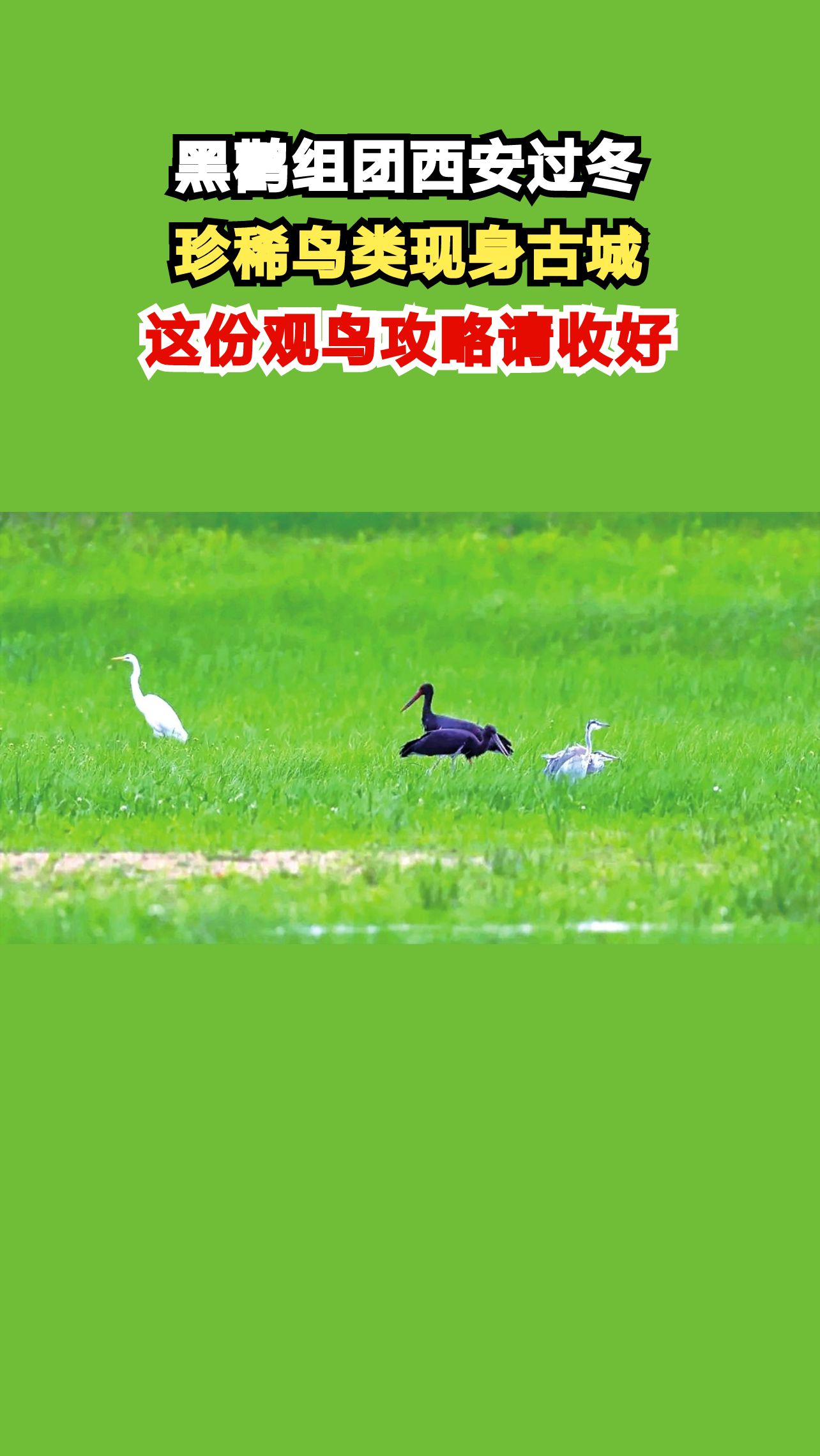 黑鹳组团西安过冬,珍稀鸟类现身古城,这份观鸟攻略请收好