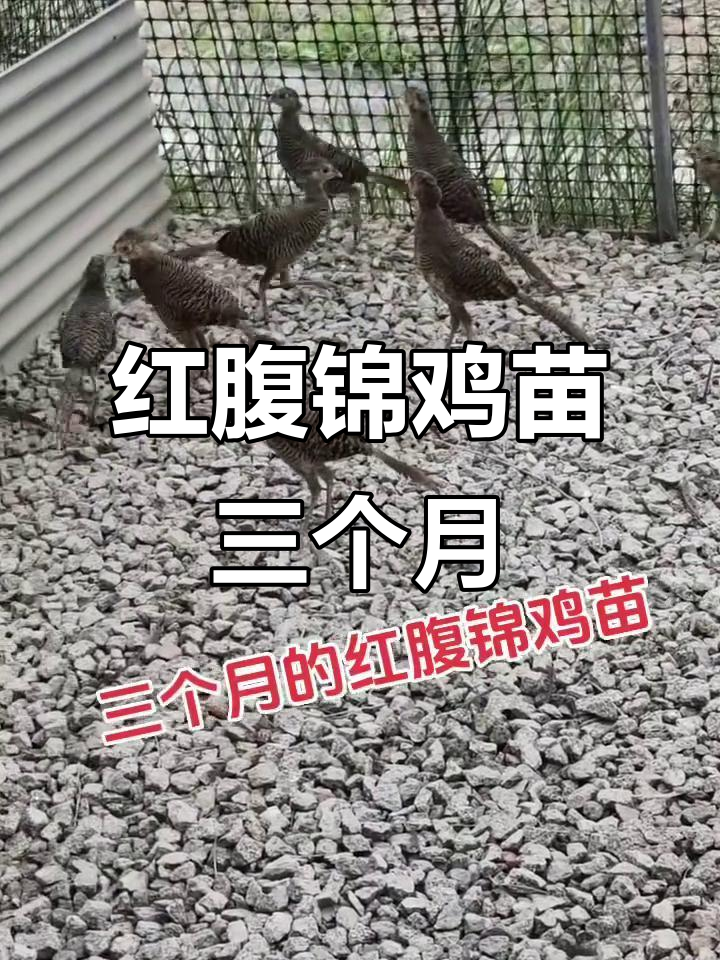 3个月红腹锦鸡苗成长记,农村创业养殖不易