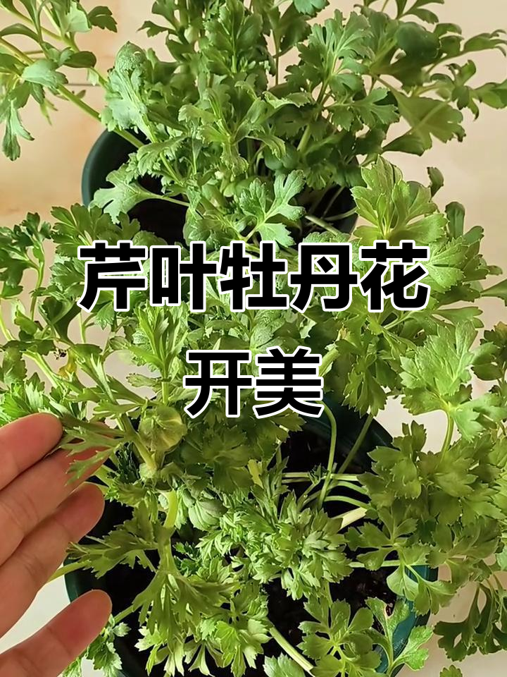 芹菜开花变牡丹,花毛梗的美丽转变