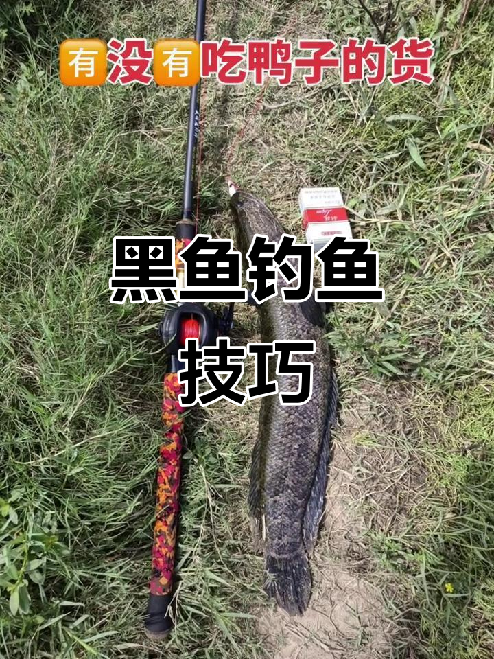 高邮湖黑鱼垂钓技巧与装备搭配推荐