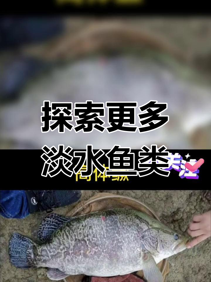 淡水鱼种类繁多,还有许多未解锁的品种