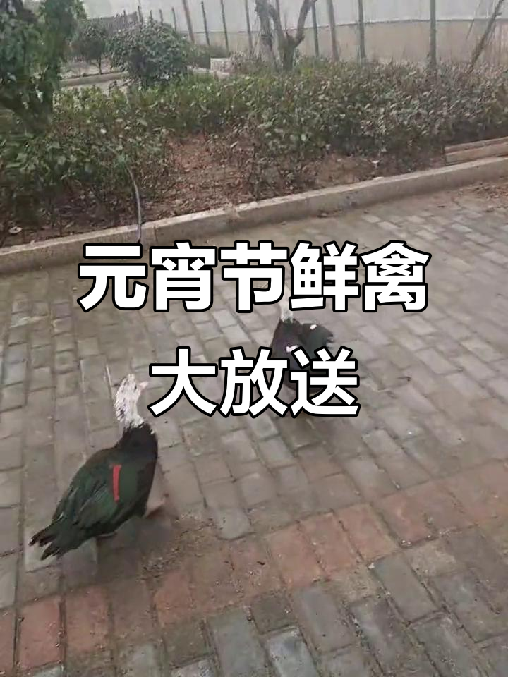 三年老鸭、呆婆鸡,元宵节特供新鲜食材等你拿