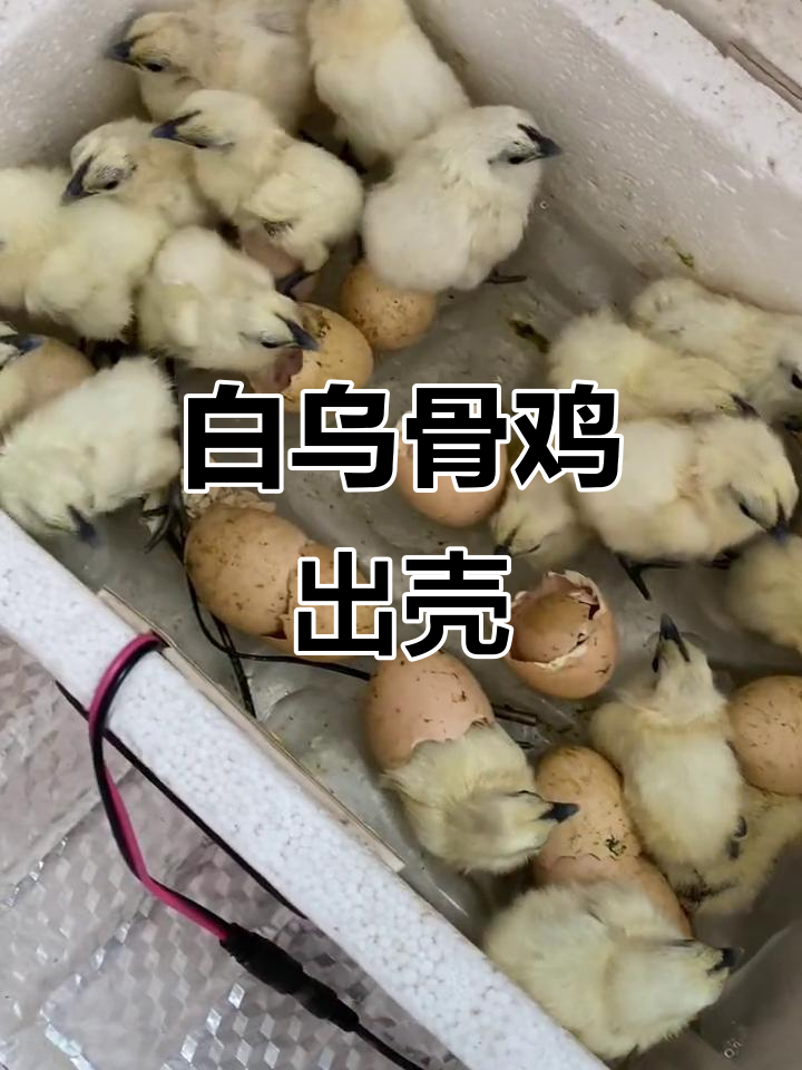 江山白乌骨鸡孵化成功,四季皆可孵蛋
