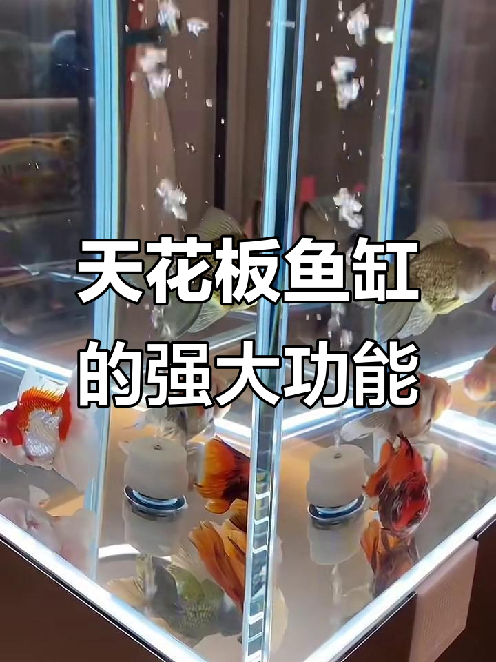 鱼缸界的“法拉利”!天花板过滤效果惊艳,吸便能力超强