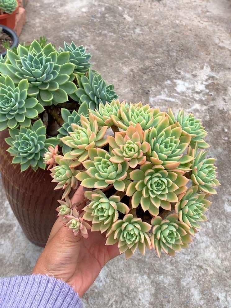 别放弃，广西三色堇也能上色，出状态，它还会更好看 露养多肉 实拍 三色堇