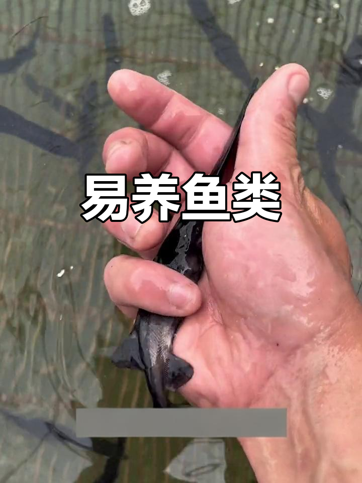 鸭嘴鱼易养，广温适应各种水域环境