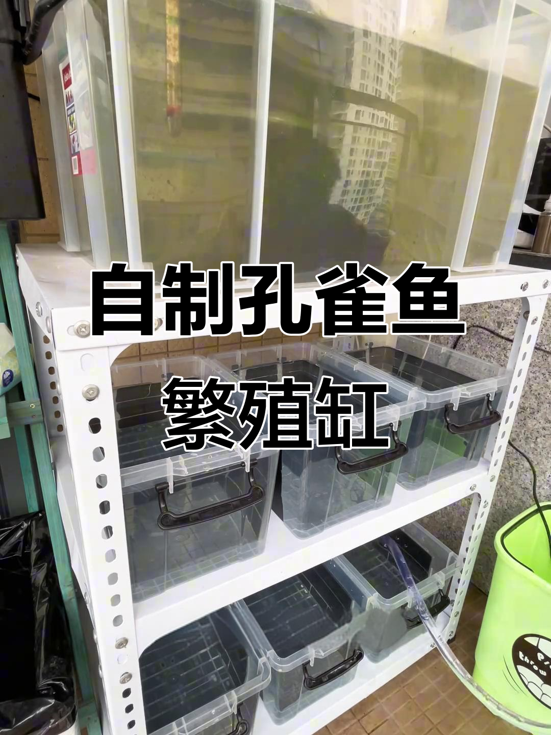 低成本DIY孔雀鱼繁殖组缸,轻松打造理想养殖环境