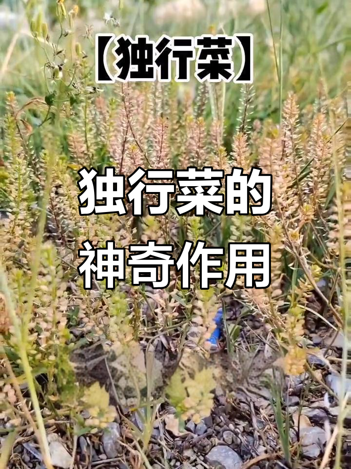 独行菜:农村常见杂草,竟有如此高的药用价值