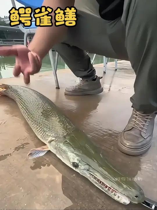 刀枪不入的鱼 你吃过吗