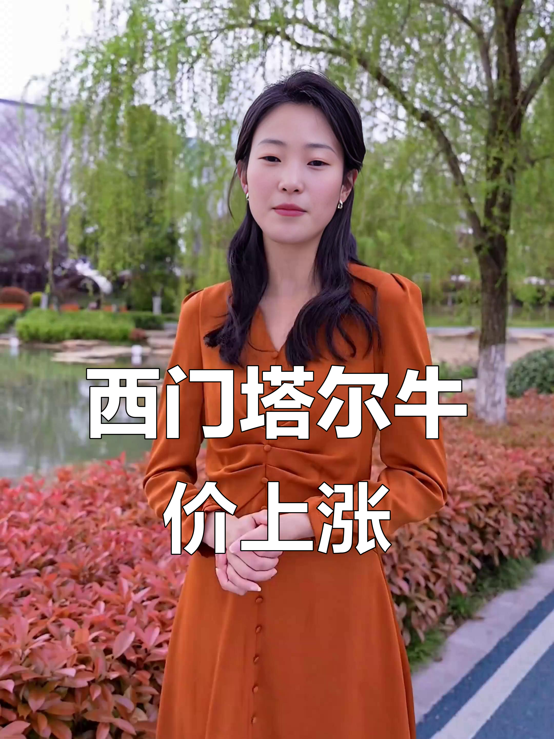 西门塔尔牛价大涨,黑龙江到海南价格一览