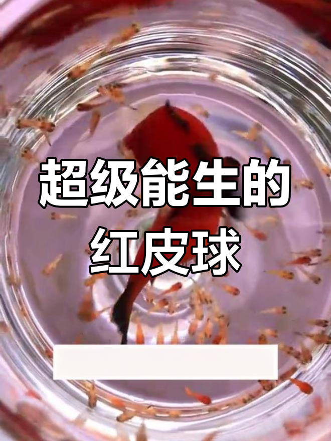 红皮球鱼:超强繁殖力,轻松养爆缸