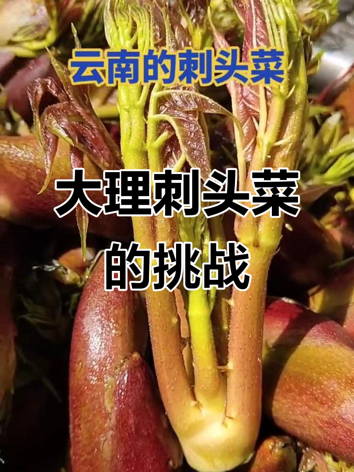 云南大理的刺头菜,吃上一口怕扎嘴!