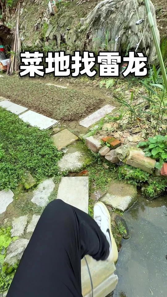 没想到也有发色这么好看的彩虹雷龙