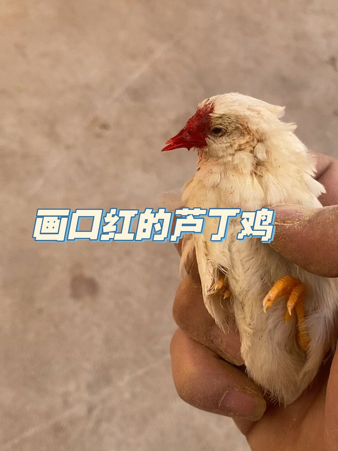 画口红的芦丁鸡