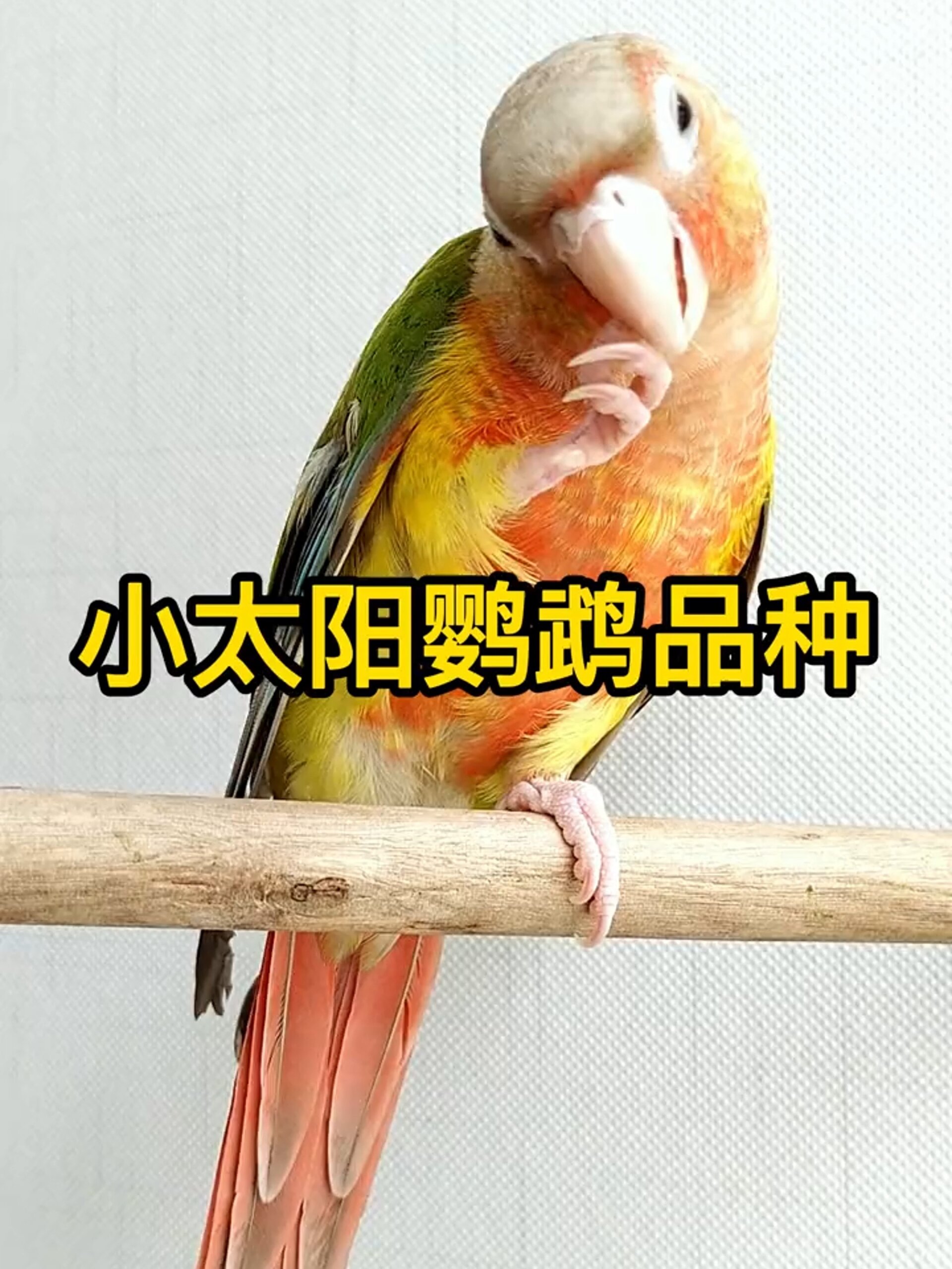 小太阳鹦鹉品种有哪些?你喜欢哪种呢?