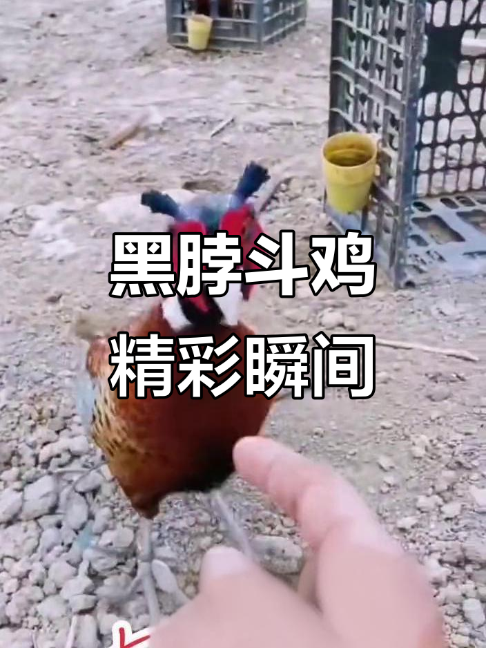 杂交黑脖斗鸡:公鸡中的战斗机,展现动物魅力