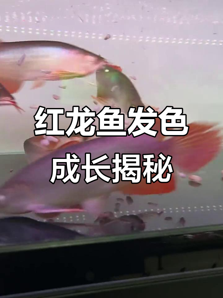 印尼红龙鱼20-30公分,长大后颜色更惊艳