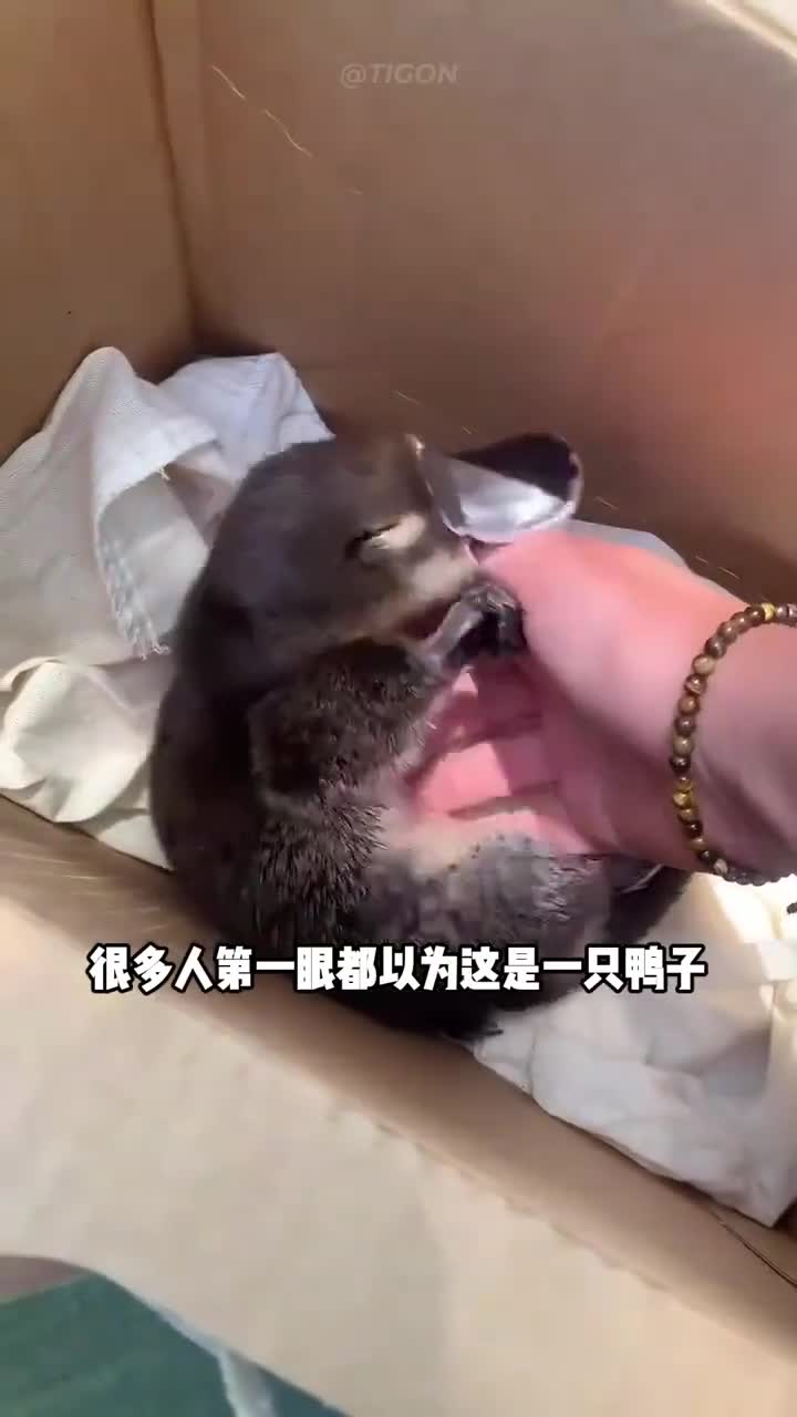 动物世界的四不像鸭嘴兽 纪实