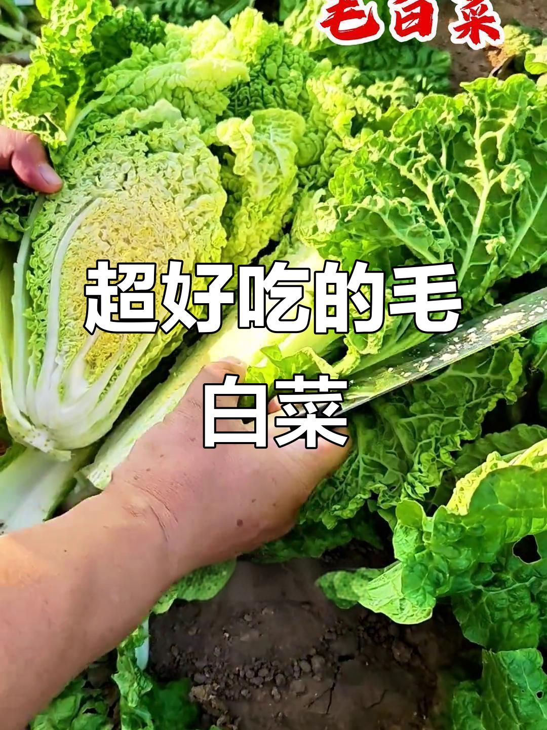 毛白菜的独特鲜甜脆嫩,一口上瘾!