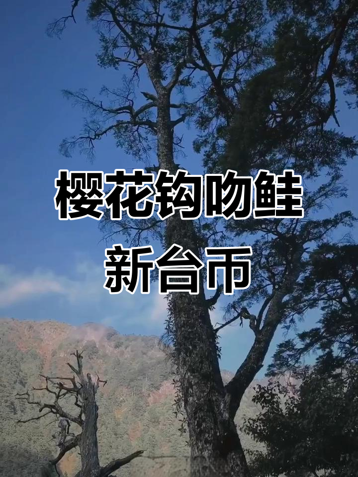 新台币2000元樱花钩吻鲑,你见过吗?