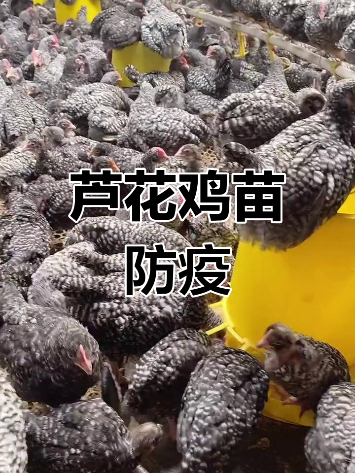 芦花鸡苗脱温防疫,南方北方皆宜