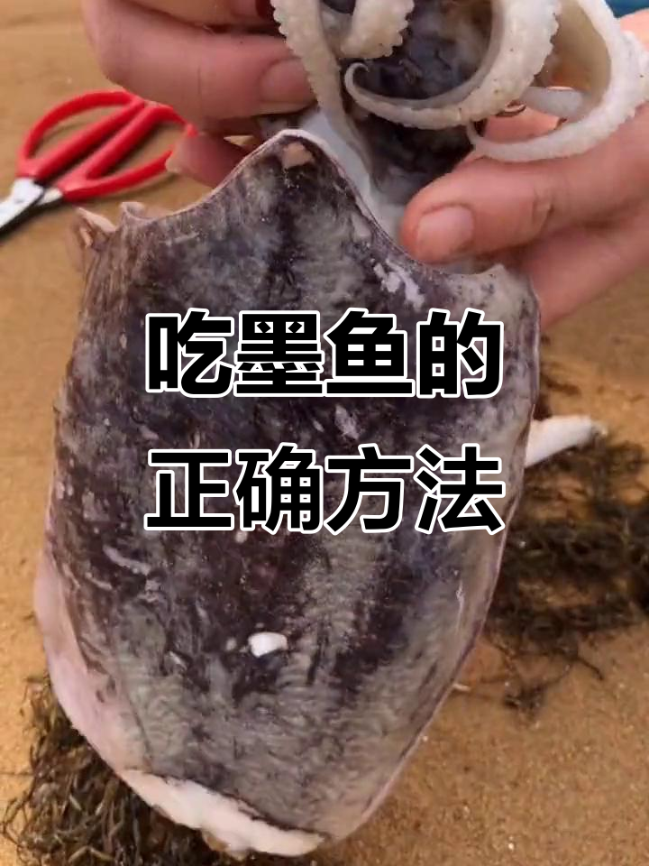 墨鱼清理技巧大揭秘，教你如何轻松享受美味