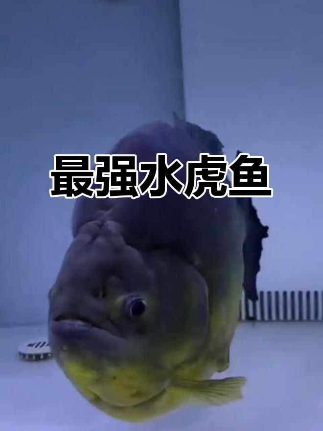 胭脂水虎鱼:最凶猛的观赏鱼类,你敢挑战吗?