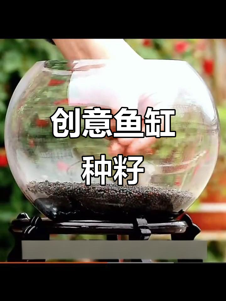 水草种子,四季造景,创意鱼缸盆栽,水培植物新选择