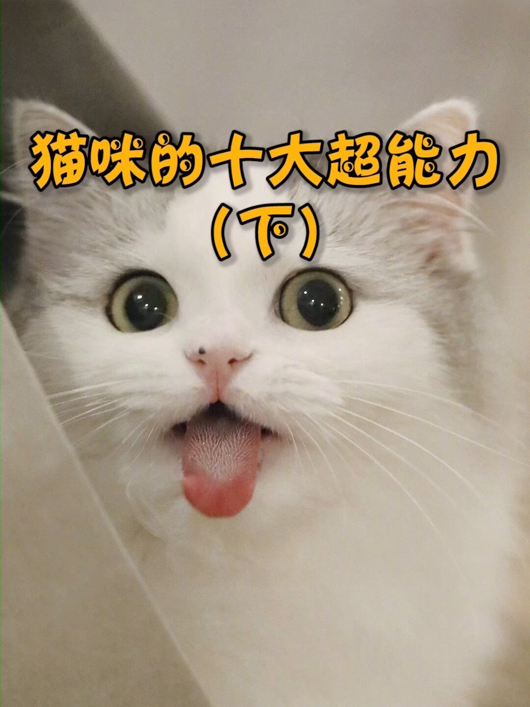 猫咪十大超能力,最强的竟然是睡觉?