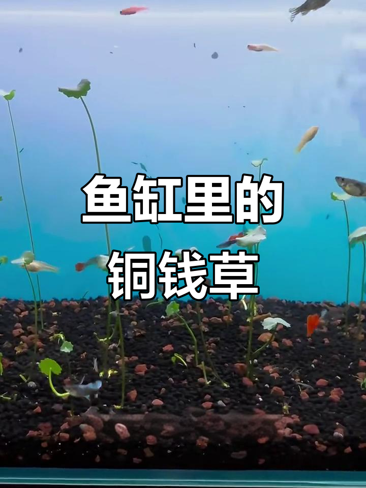 铜钱草种在鱼缸里，简单步骤教你搞定