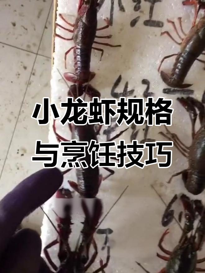 湖北潜江小龙虾规格全解析,油焖做法大揭秘