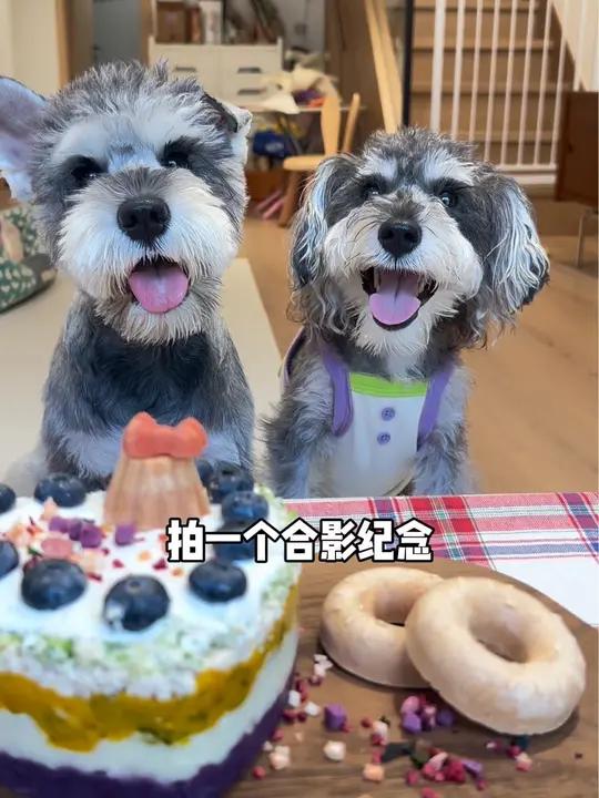 小狗的生日蛋糕是怎么做的?今天分享下在家也能自制的狗狗鲜食蛋糕!材料很简单,做法也很简单,