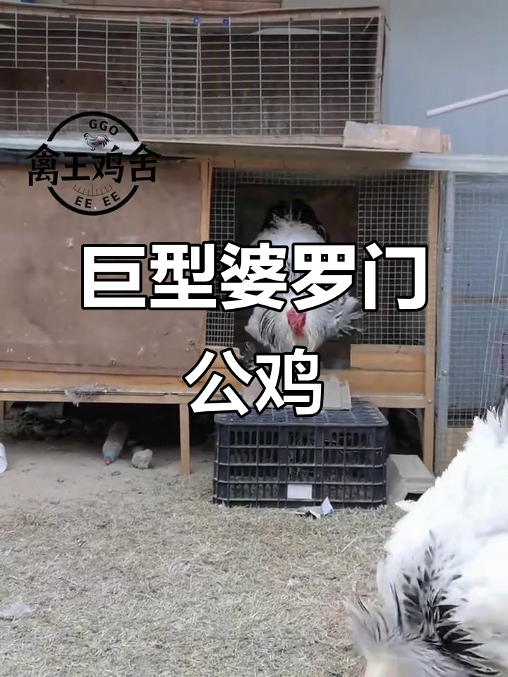 黑白花巨型婆罗门公鸡,珍稀观赏品种大揭秘