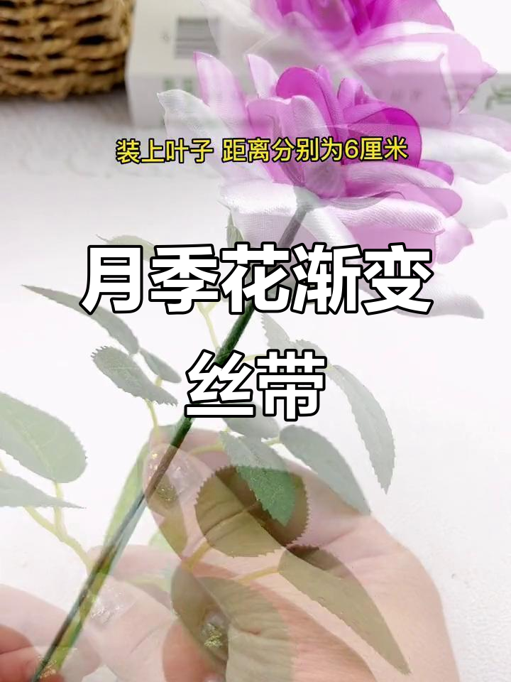 创意手工:月季花凤仙子渐变色丝带艺术
