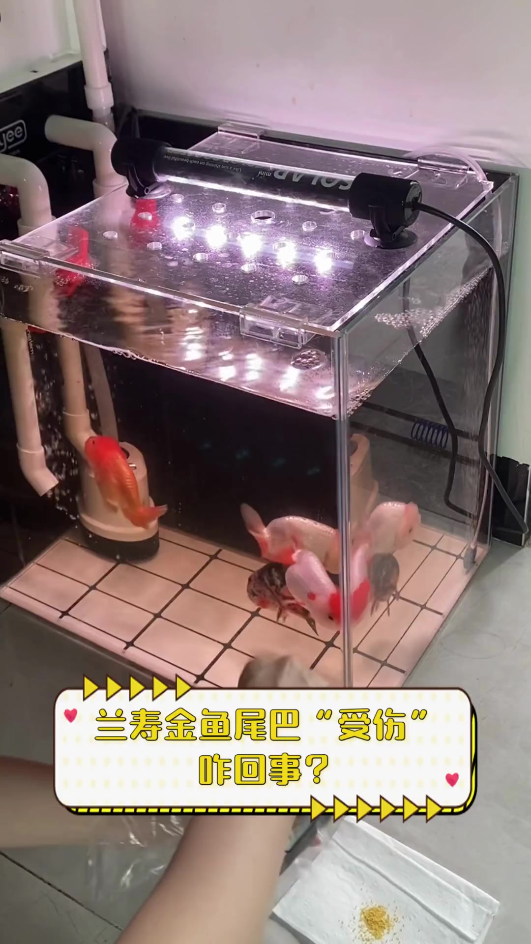 兰寿金鱼尾巴“受伤”,咋回事?