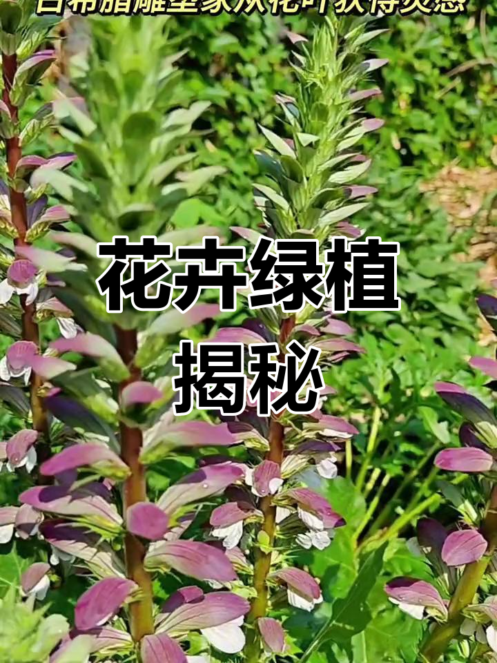 植物科普:茛力花与虾蟆花的奇妙世界