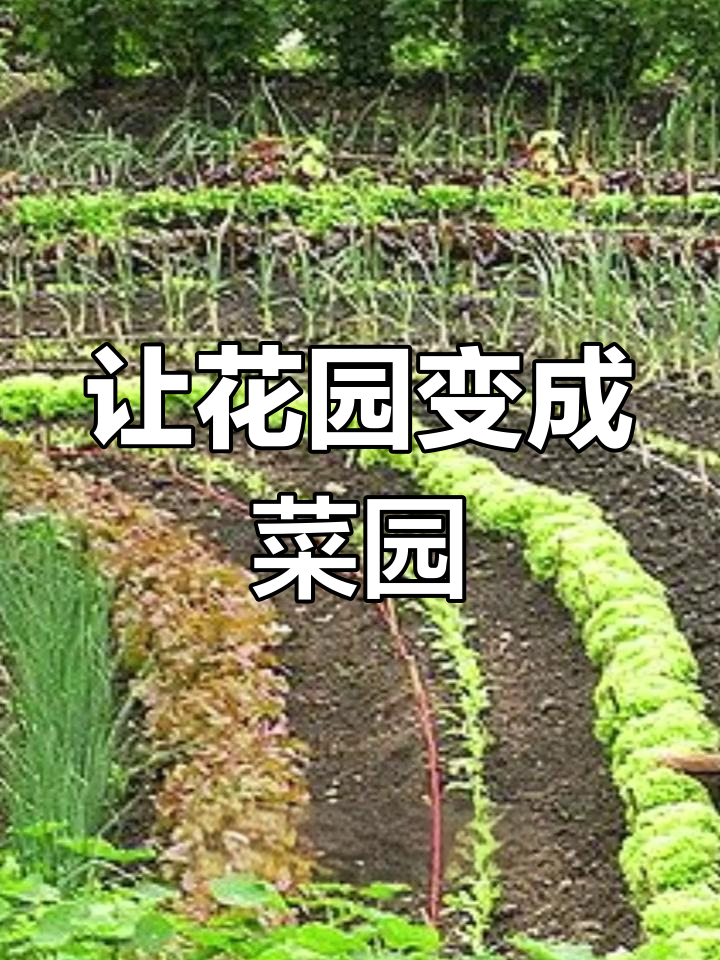 别墅庭院如何打造多功能菜园