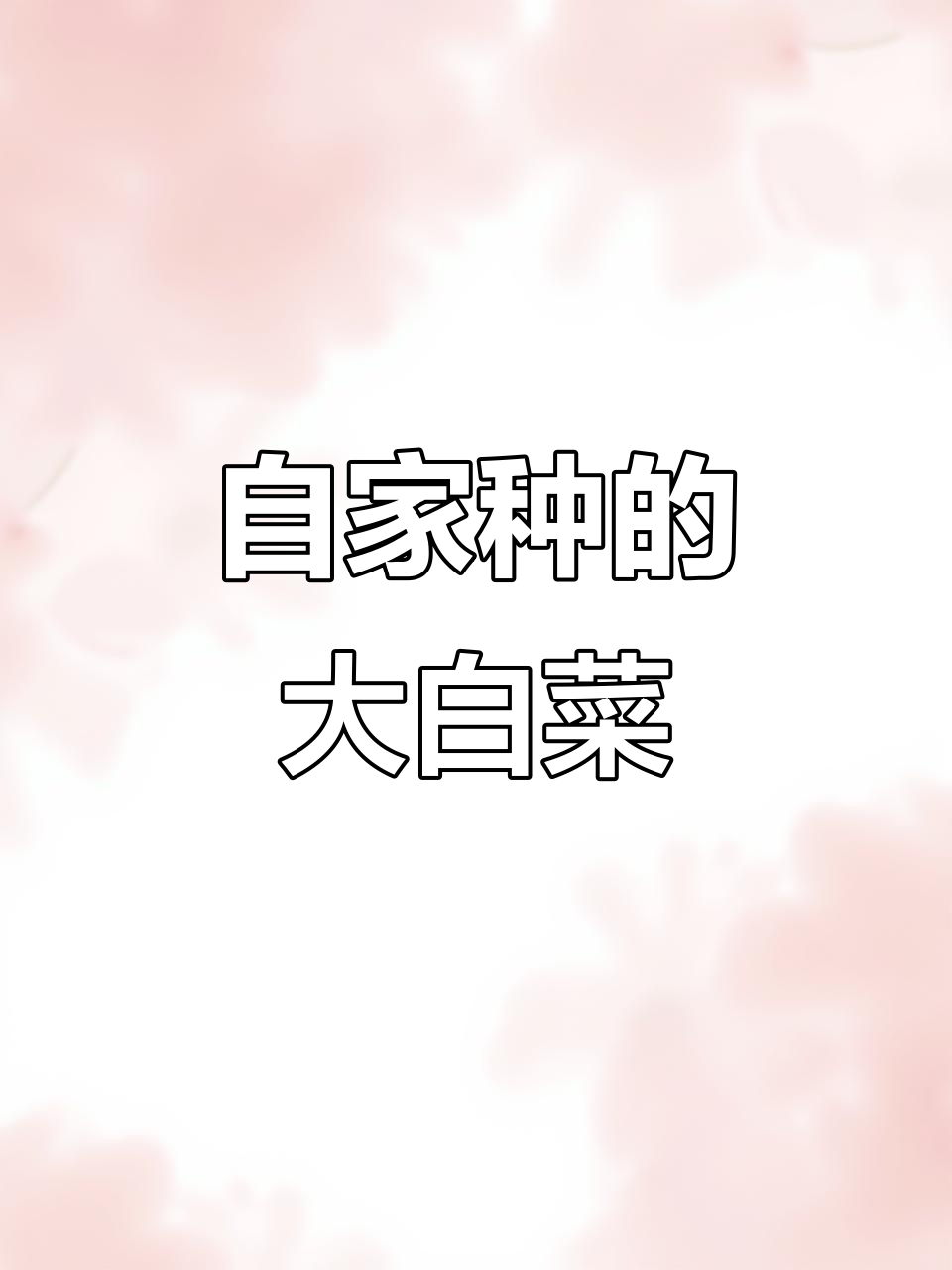 纯天然绿色大白菜,腌酸菜的季节来临了