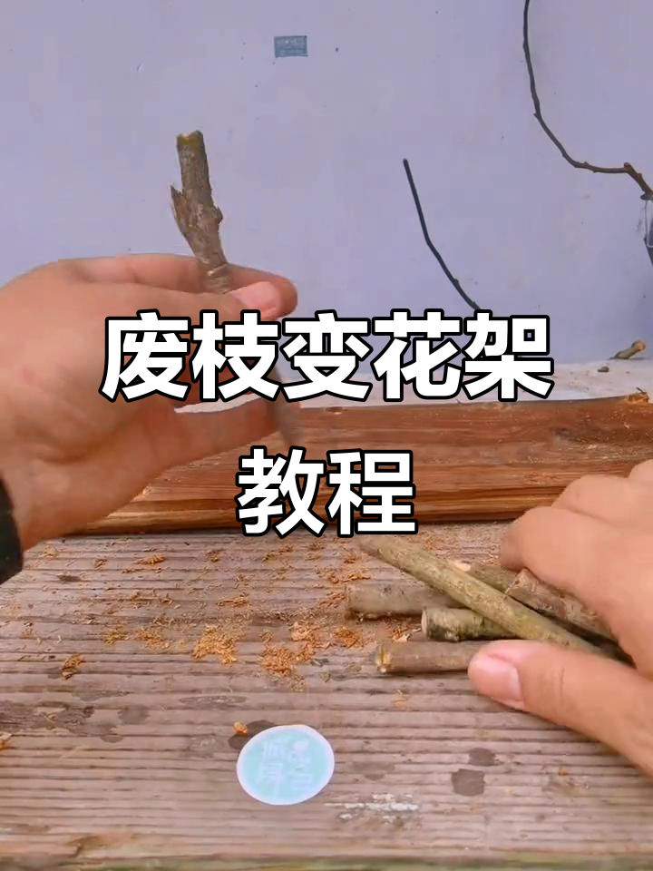利用枯树枝打造零成本“森”系多肉花架,简单又美观