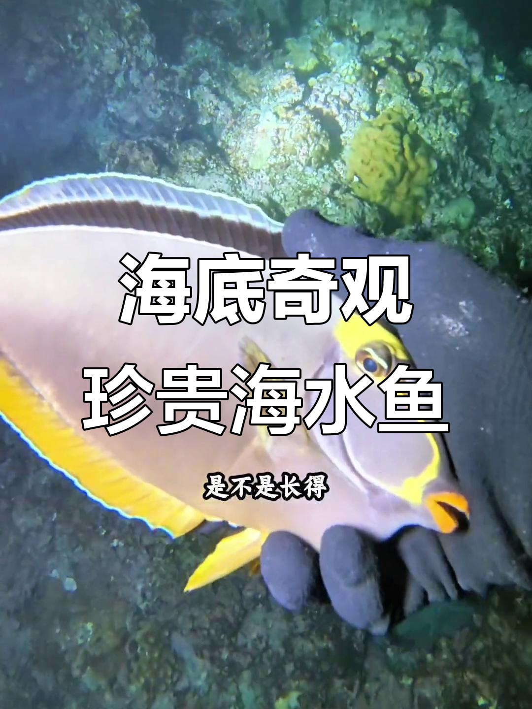 七彩钓、天狗钓等海水观赏鱼大揭秘,捕捉过程超有趣