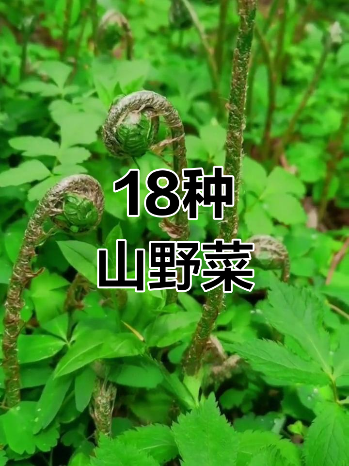 东北常见山野菜种类