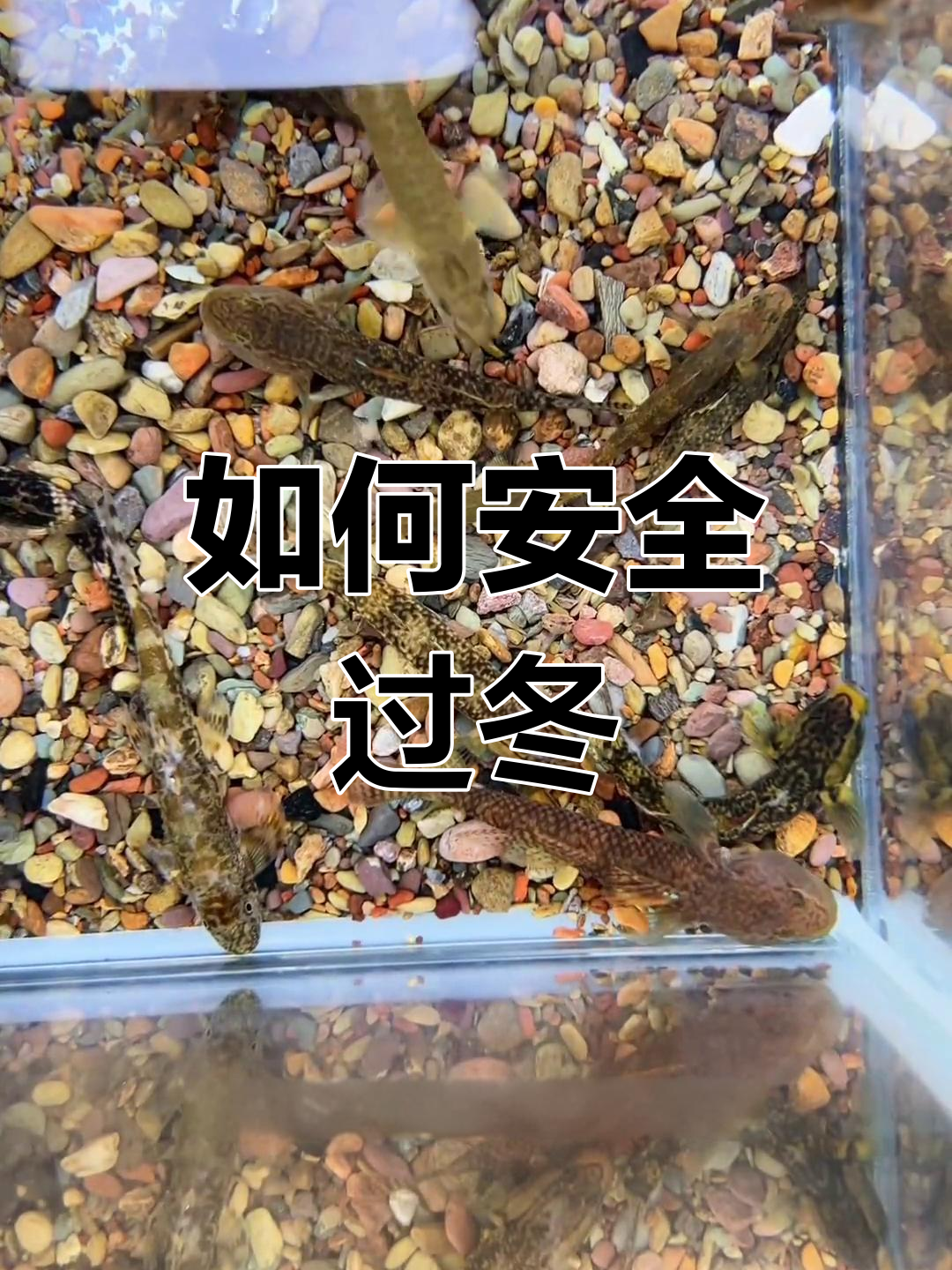 冬季虾虎鱼养护技巧