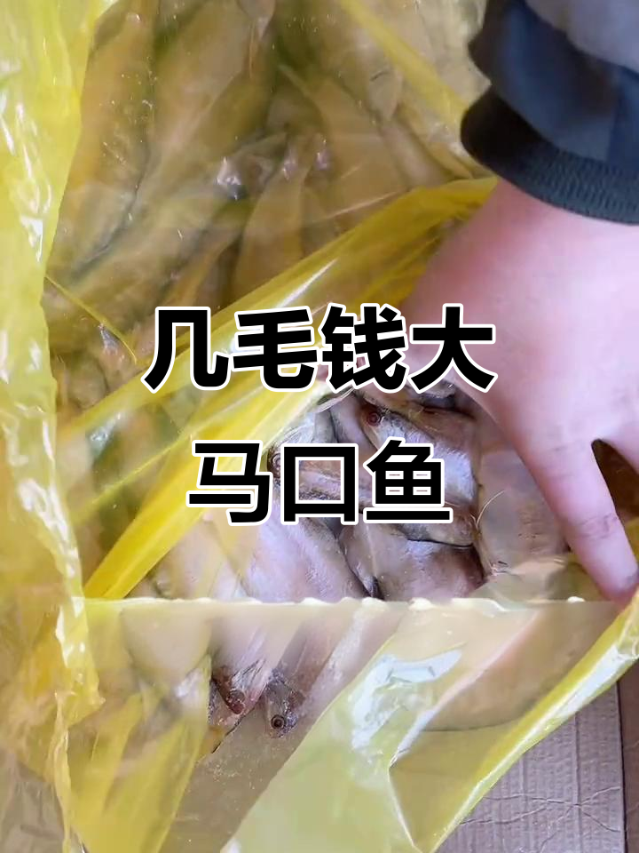 大马口鱼超便宜,烧烤铁板烧都合适
