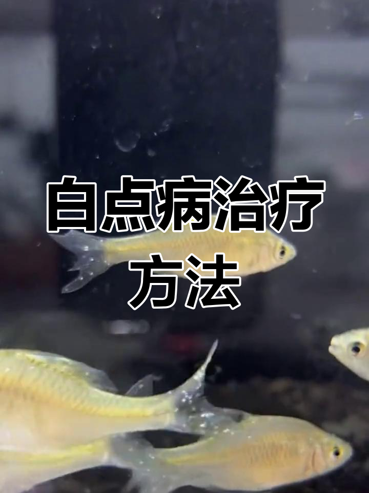 鱼得白点病怎么办?升温疗法与药浴双管齐下
