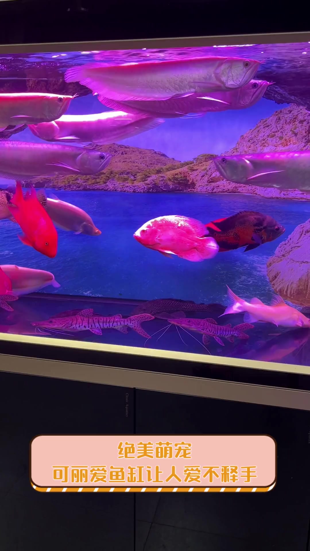 绝美萌宠,可丽爱鱼缸让人爱不释手