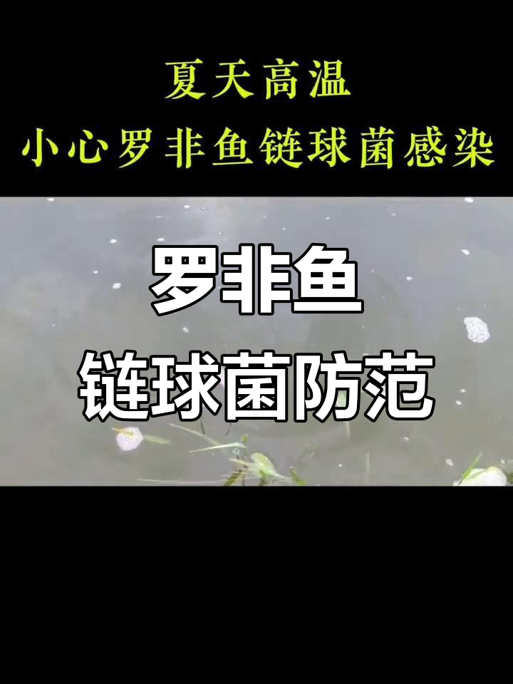 夏季高温警惕罗非鱼链球菌,益如联康守护水产健康